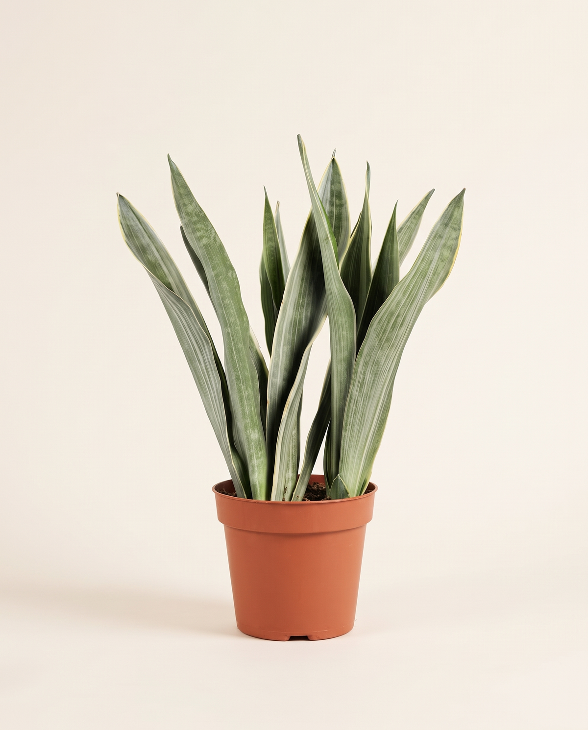 Sansevieria Trif Silver