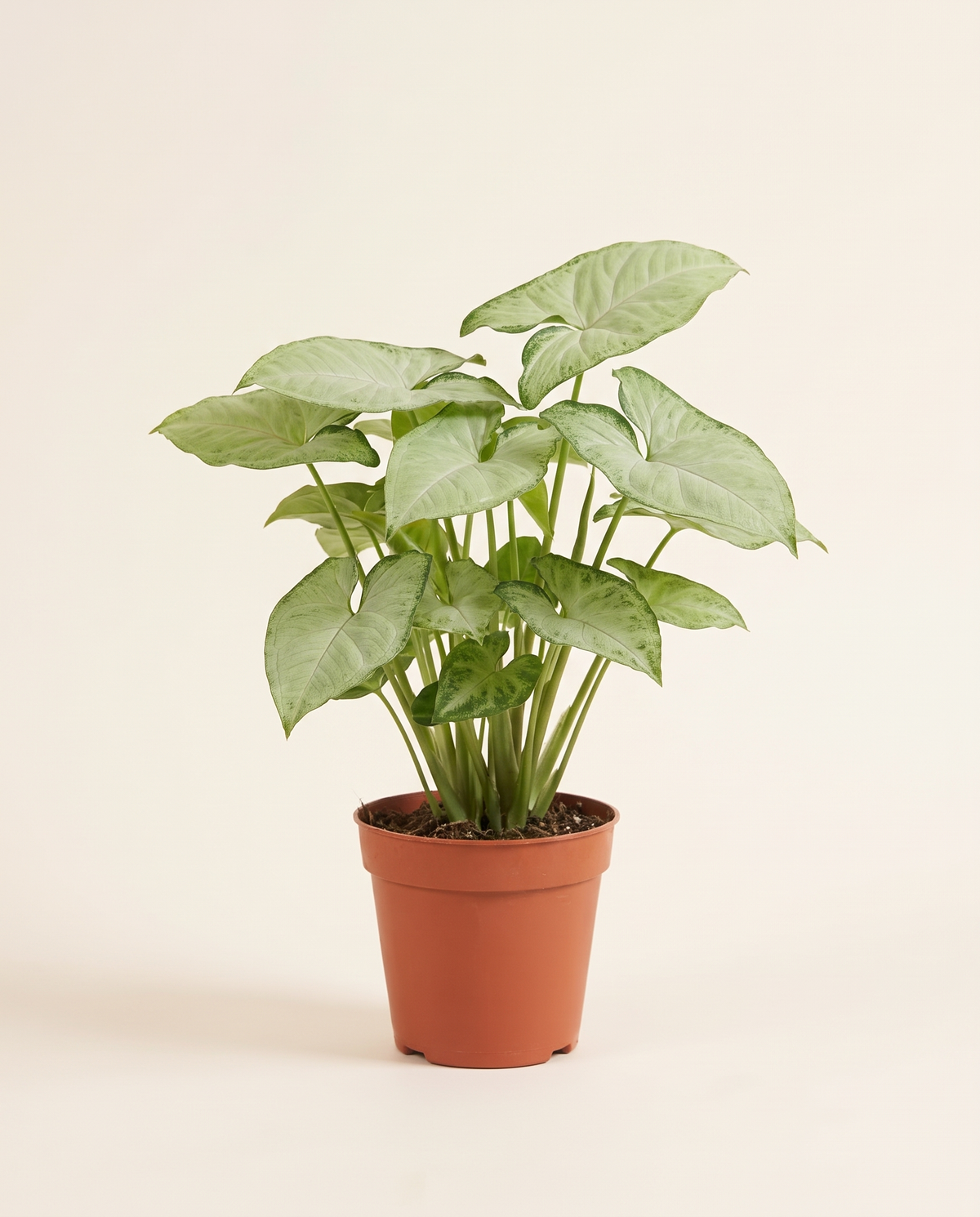 Syngonium Podophyllum H 20 cm 6 L