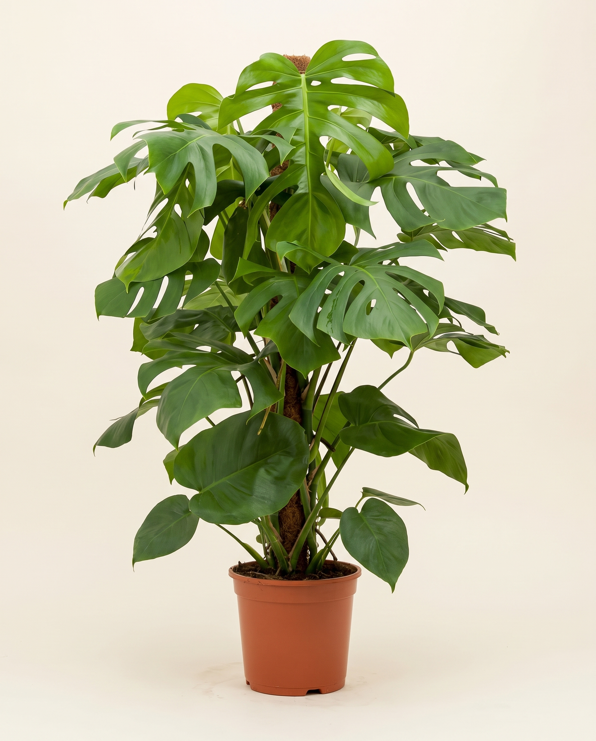 Monstera Delicosa Mosstick