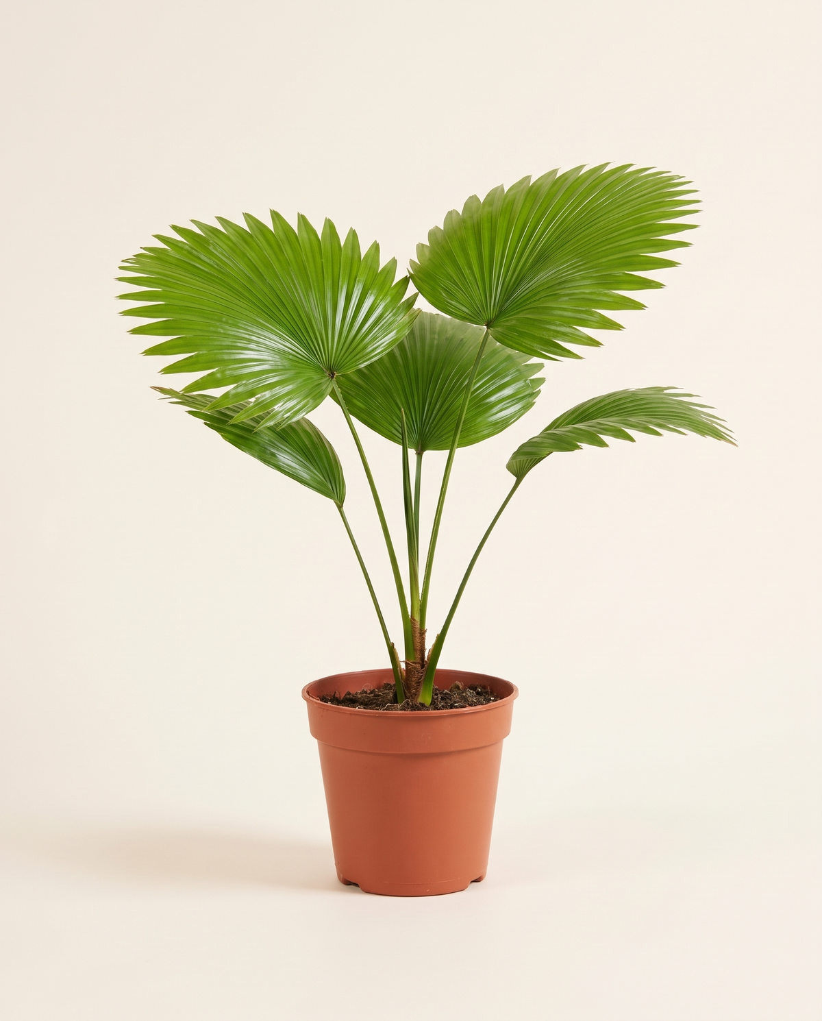 Livistonia Rotundifoloa H40