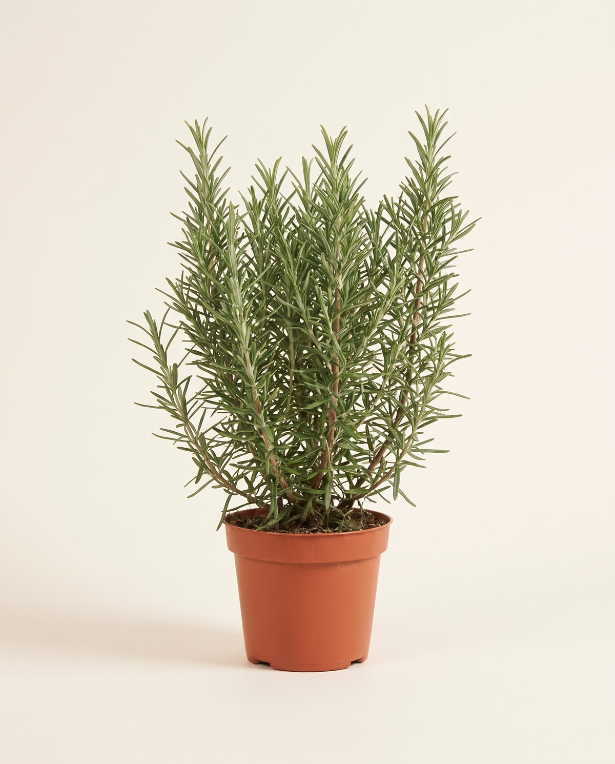 Rosemary