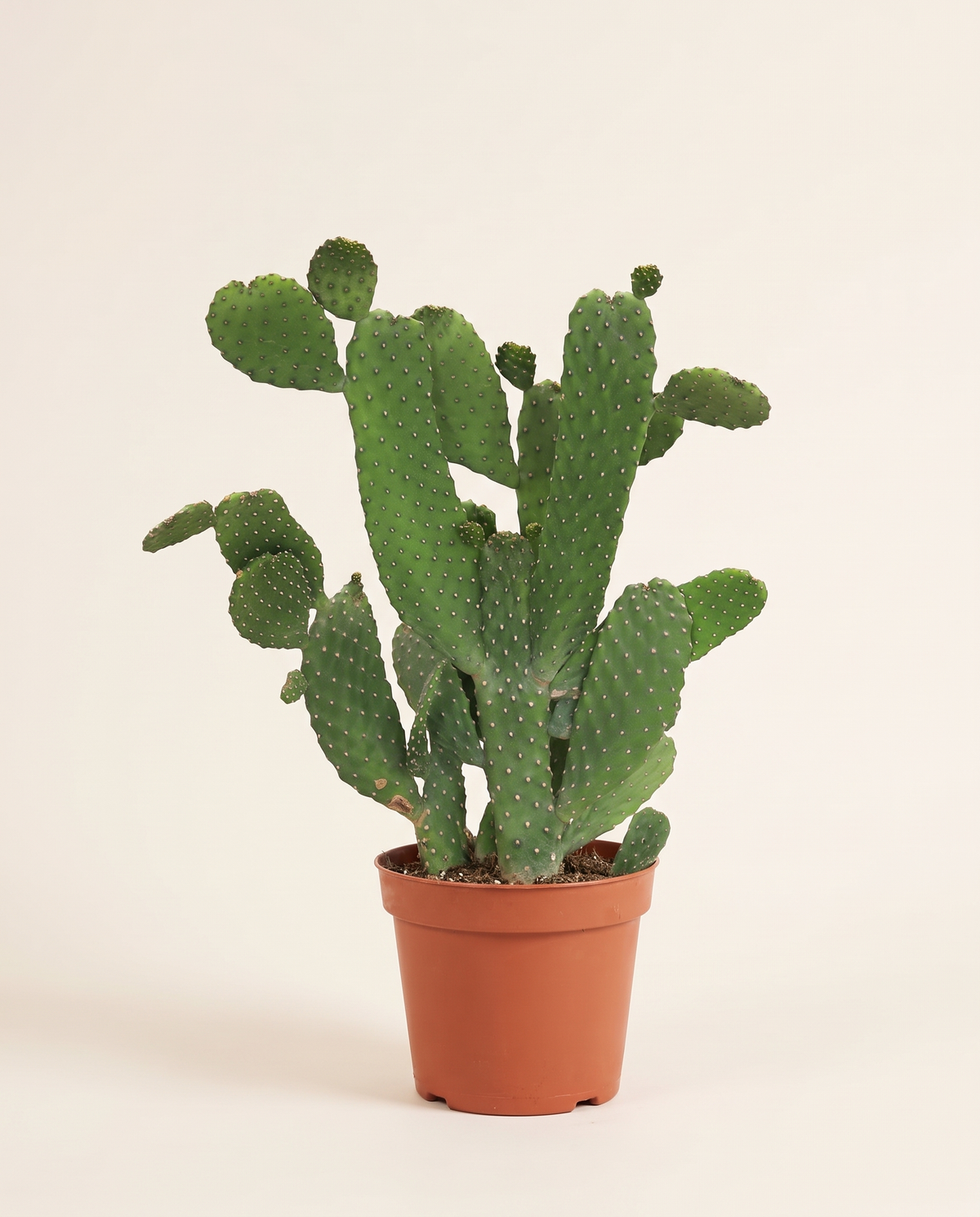 Opuntia Consolea Rubescens