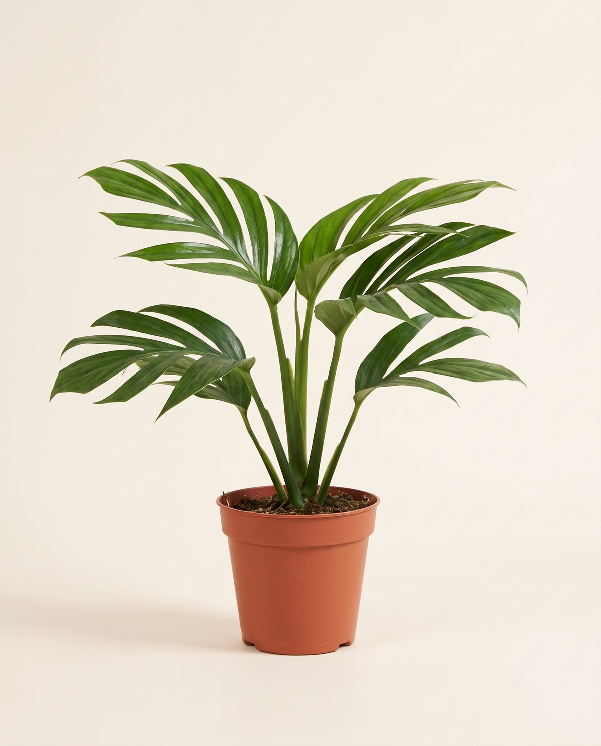 Monstera Pinnatipartita