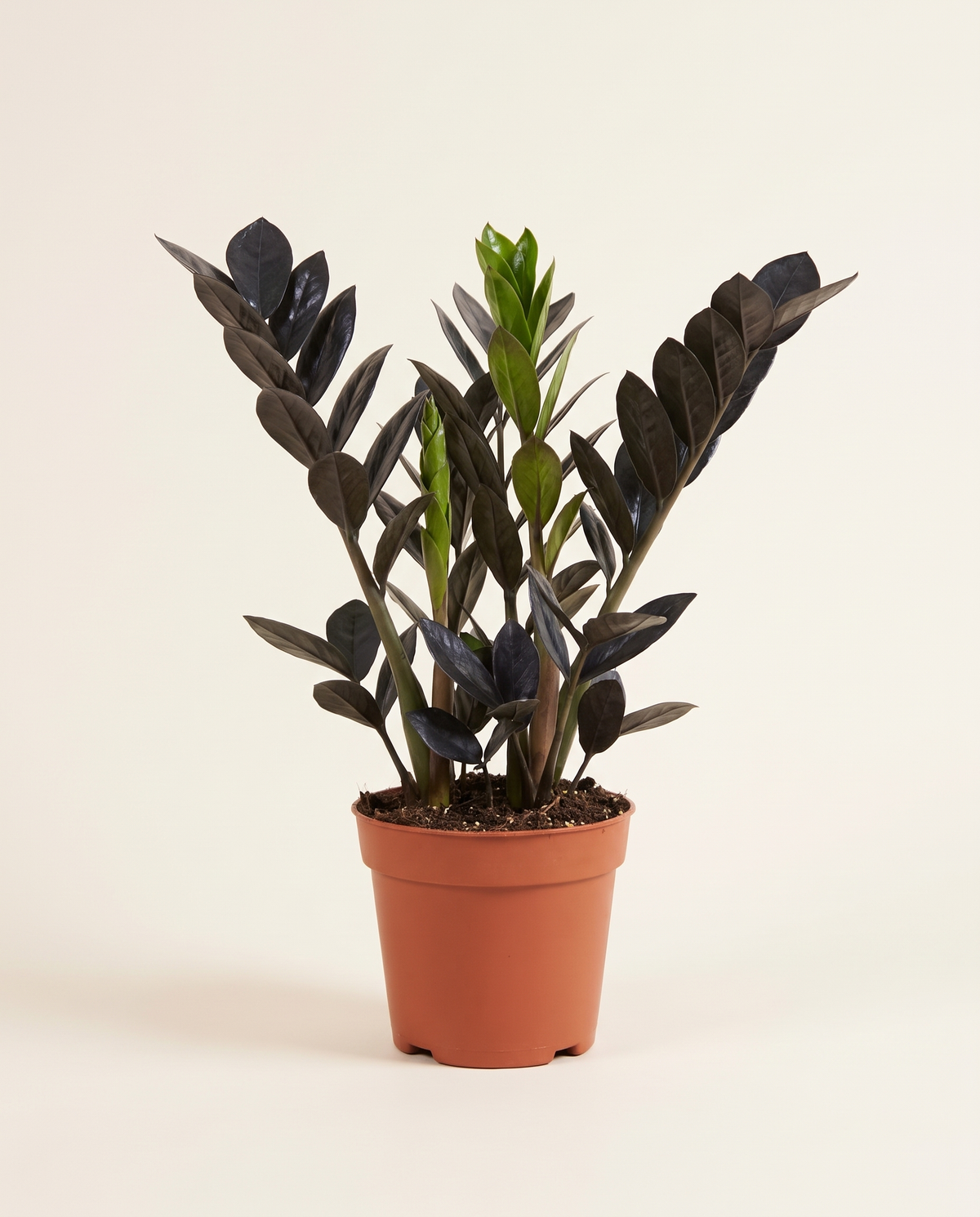Zamioculcas Supernova