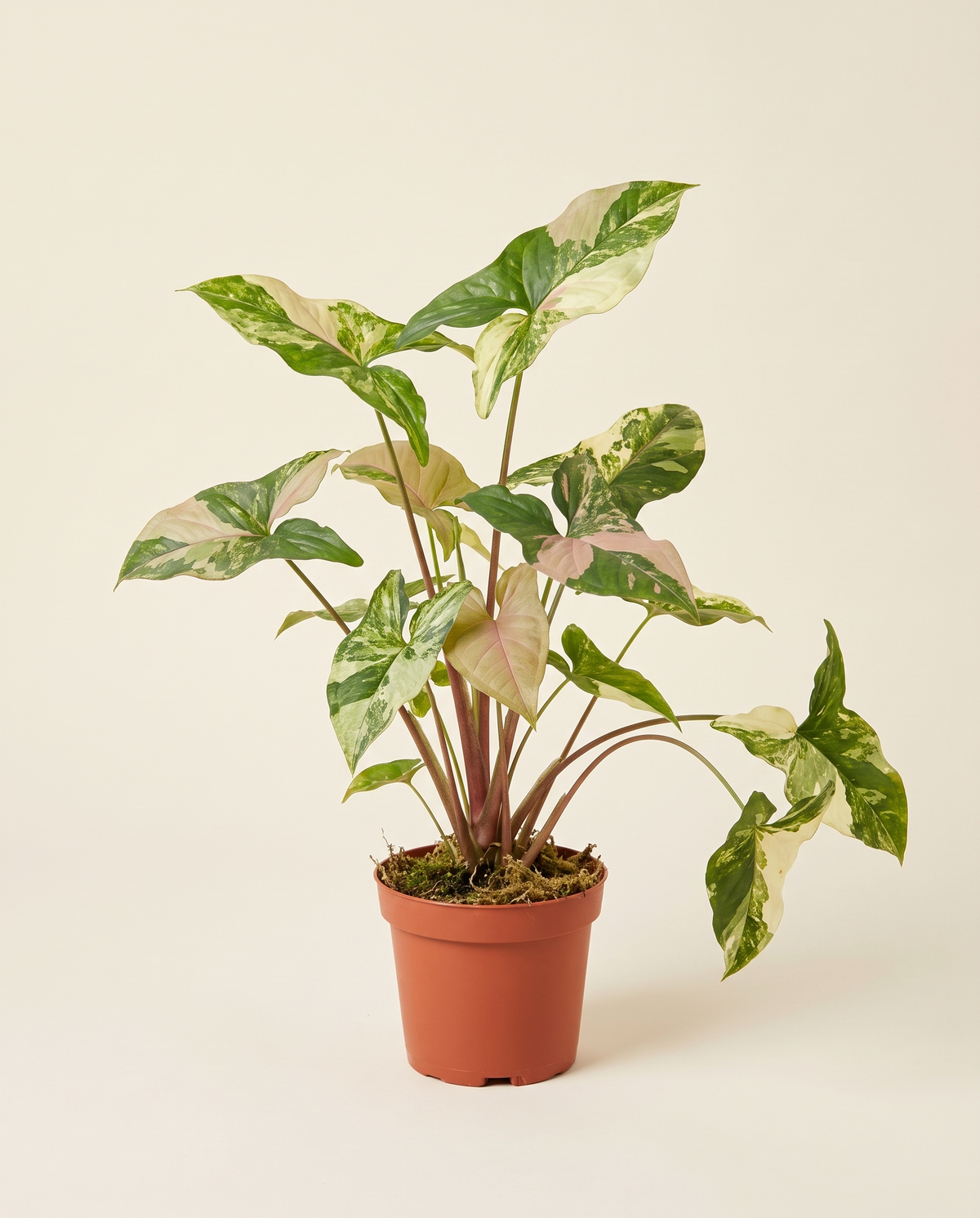 Syngonium Tri Color