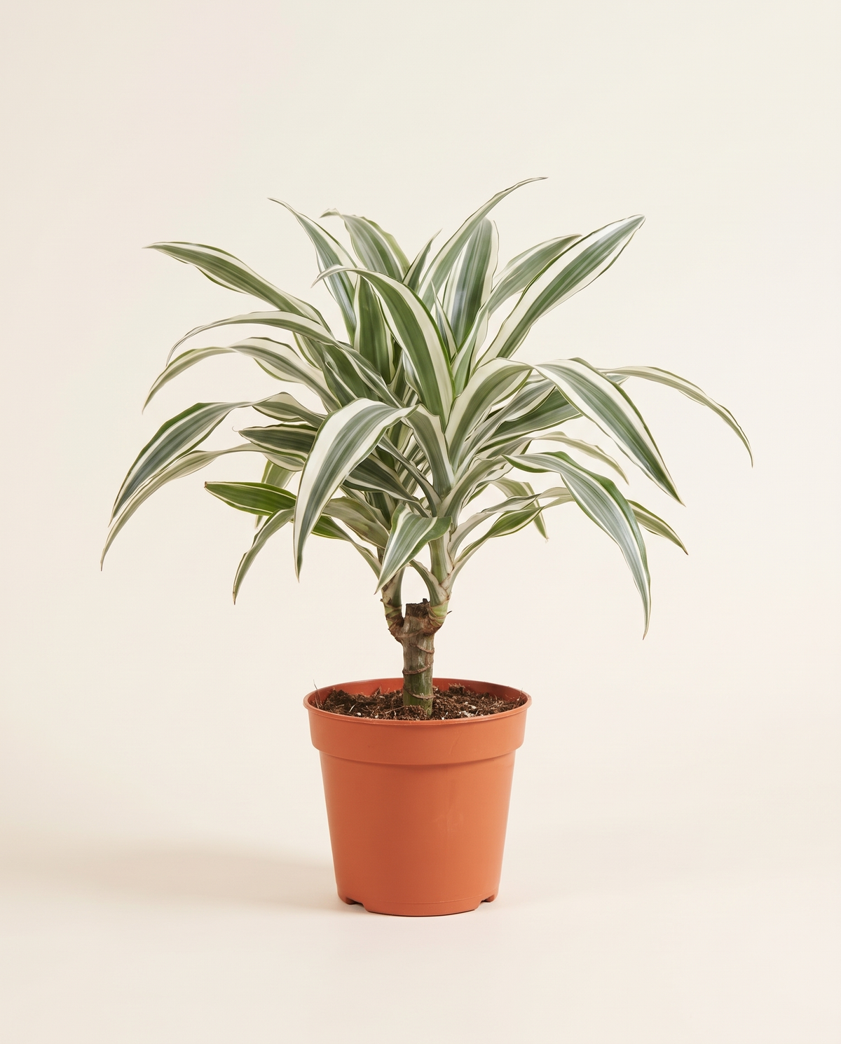 Dracaena Warnecki White