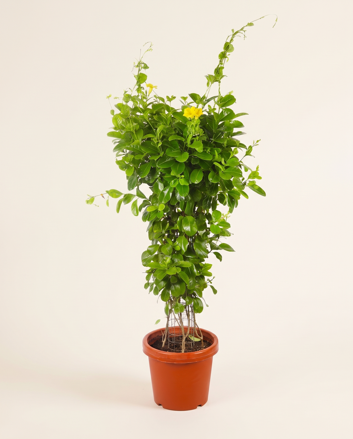 Allamanda