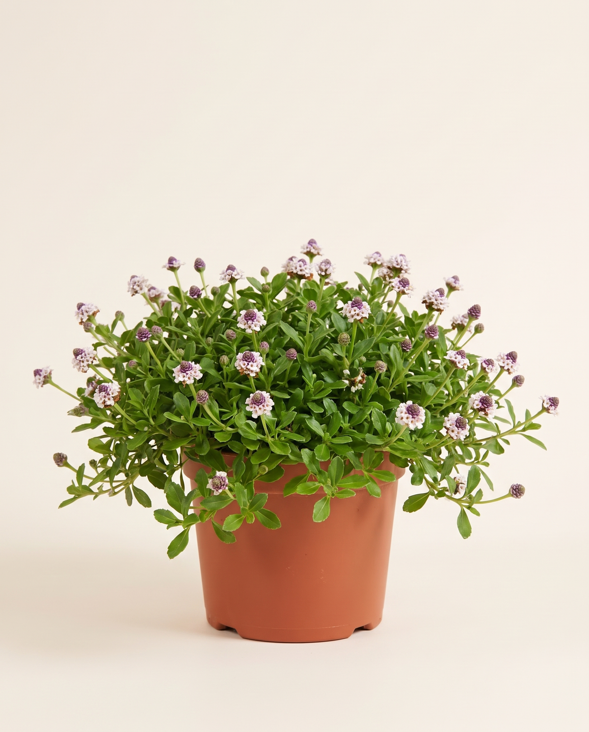 Lippia