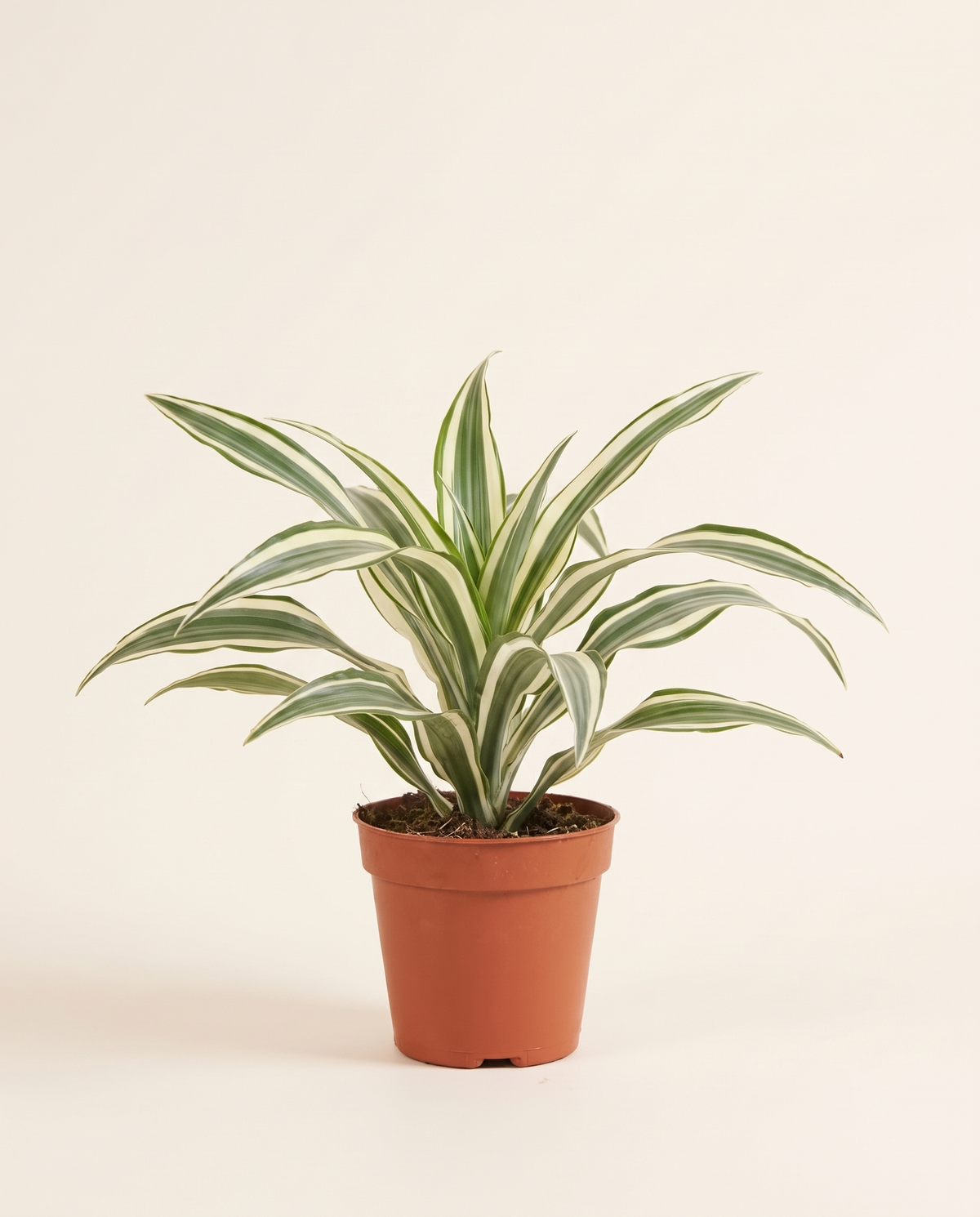 Baby dracaena warneckii