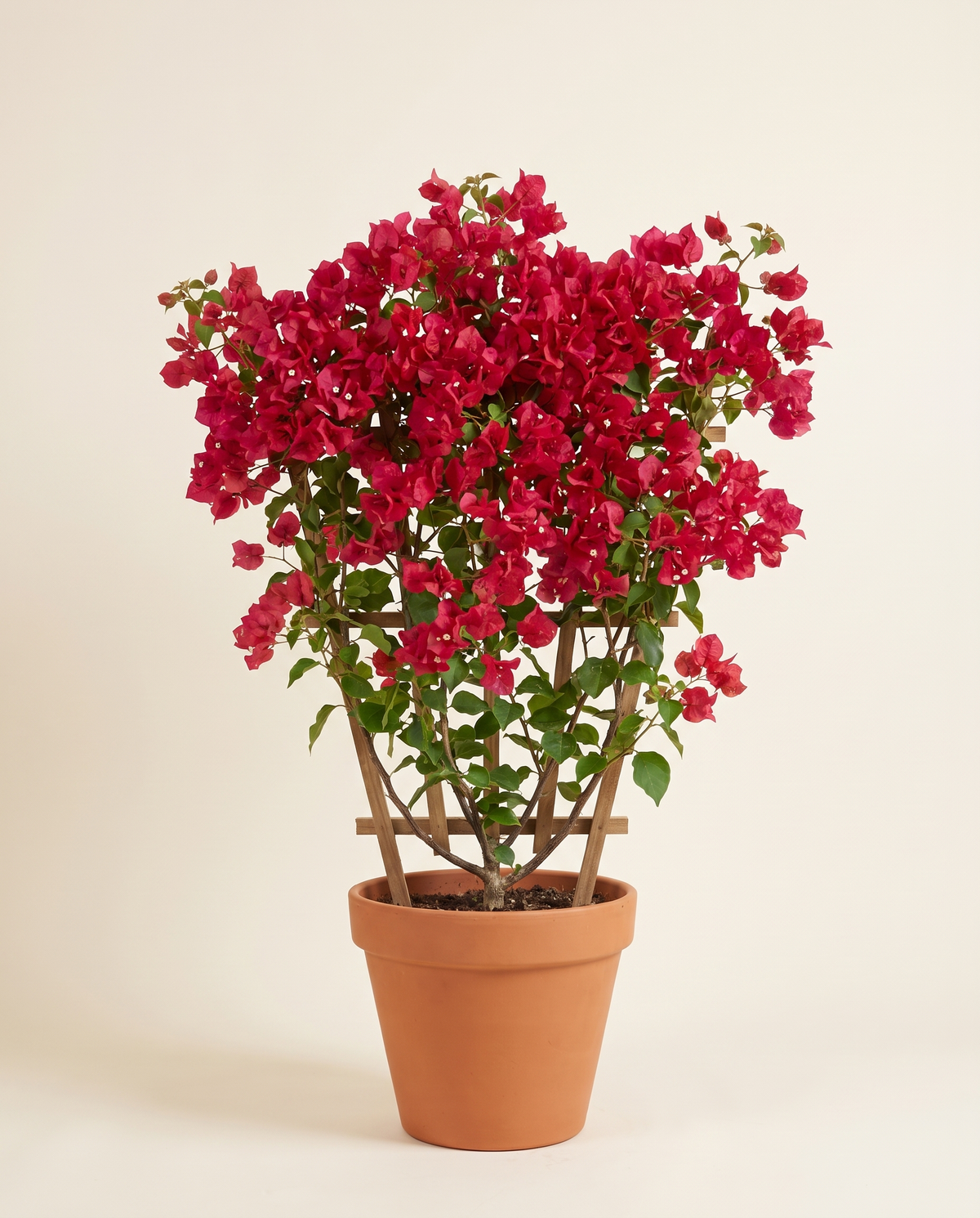 Bougainvillea