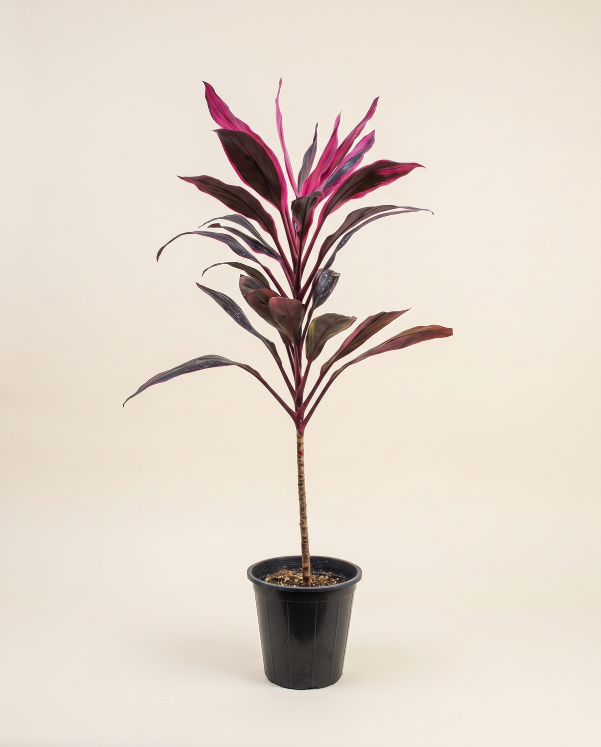 Cordyline Tango 100 cm