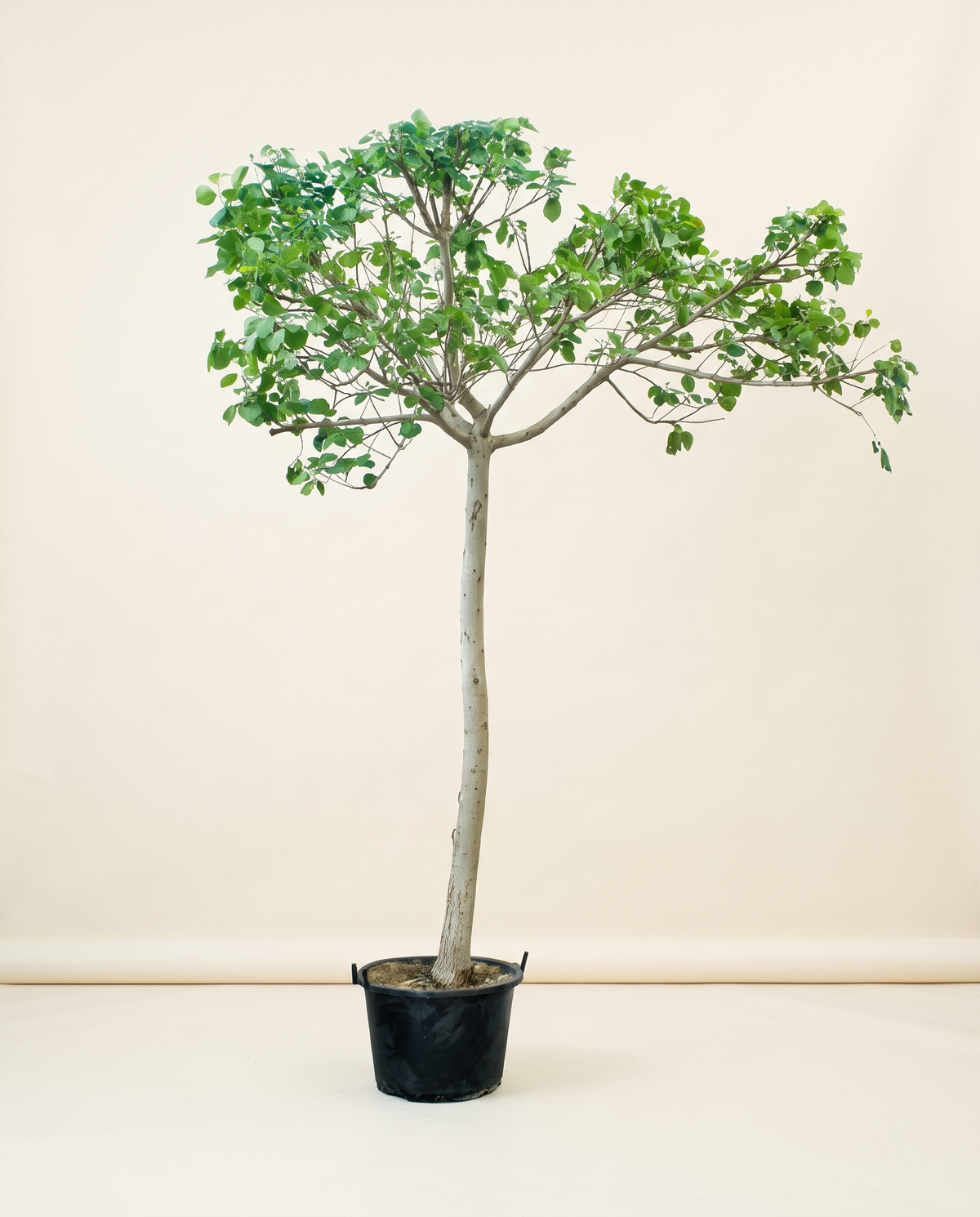 Bambar Tree 350 cm