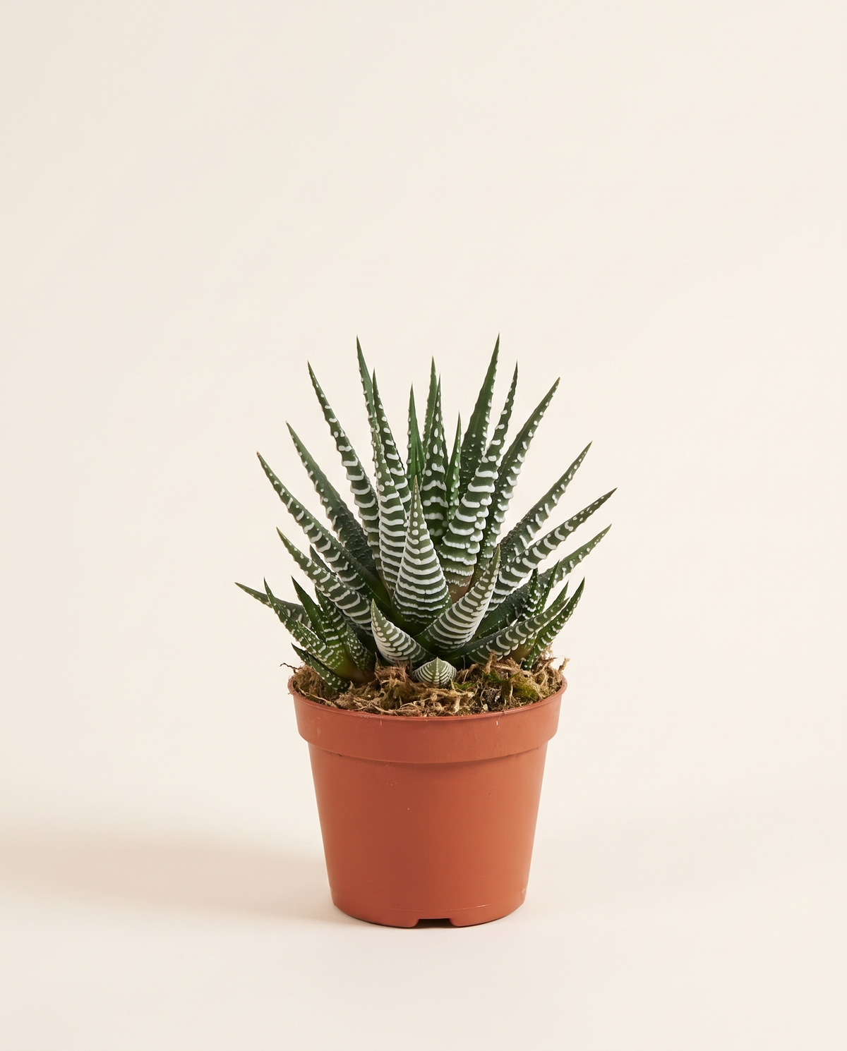 Haworthia Fasciata 20 cm