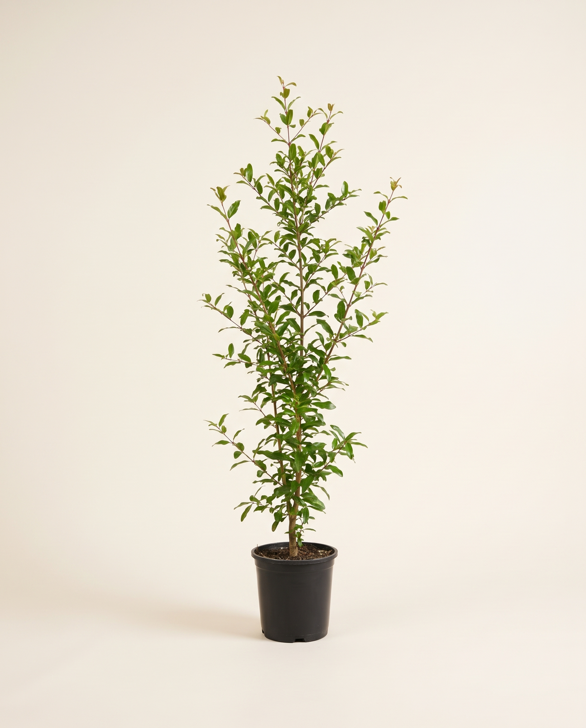 Pomegranate 150 cm