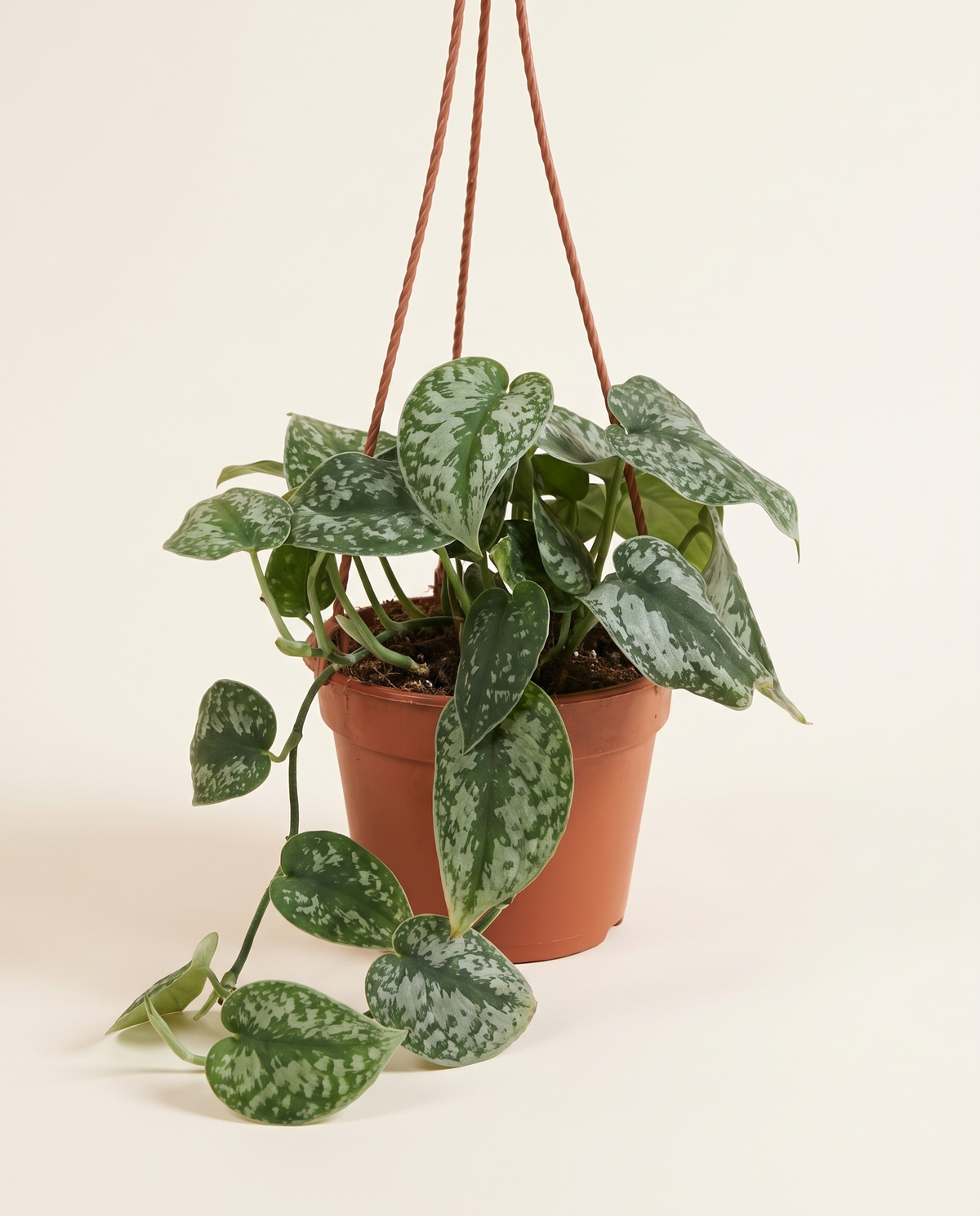 Scindapsus Hanging Marble