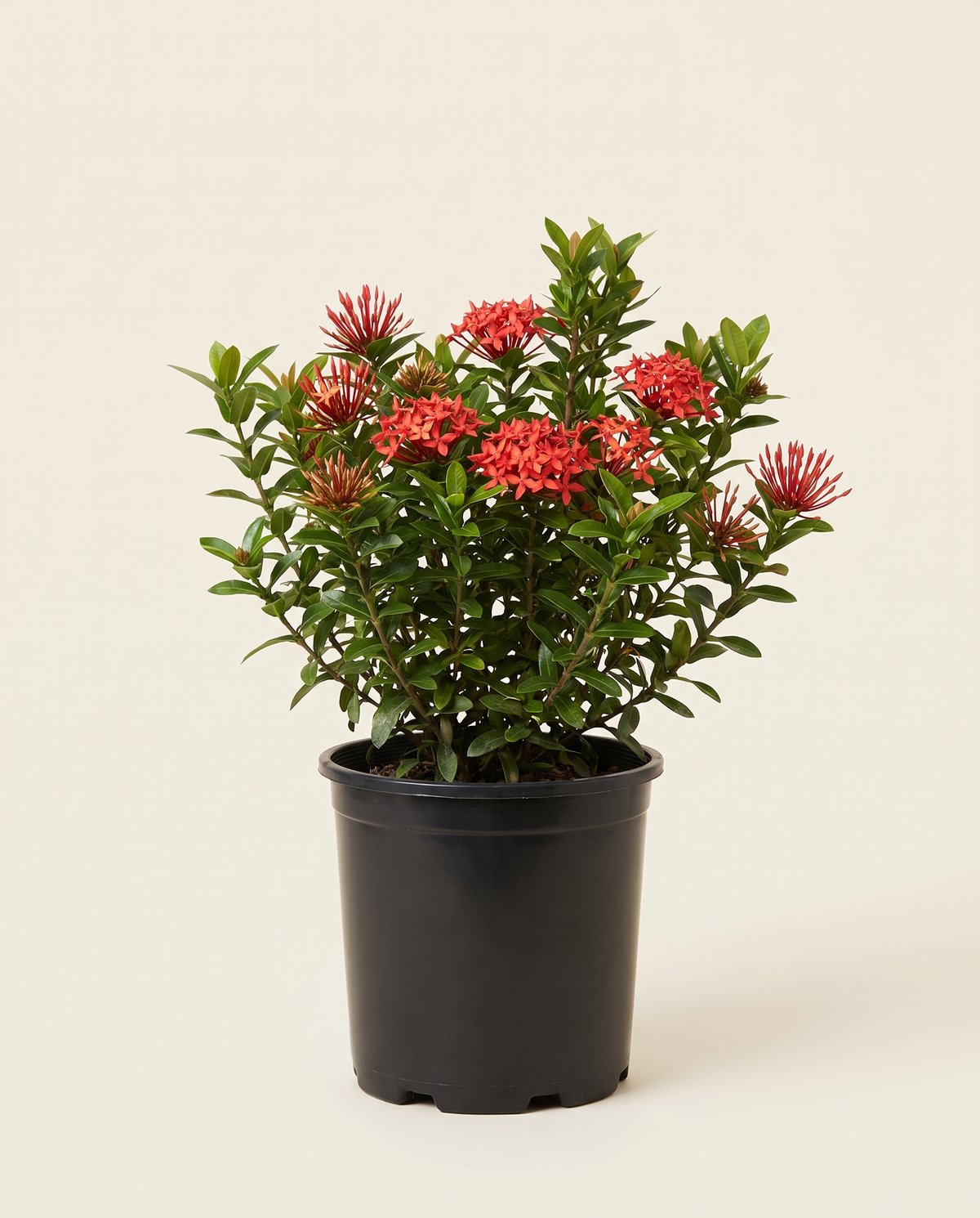 Ixora