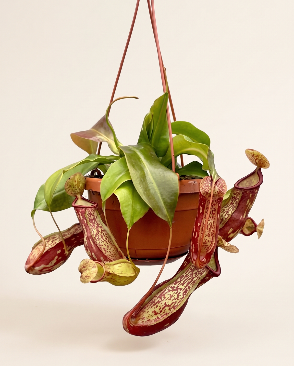 Asian Pitcher Plant