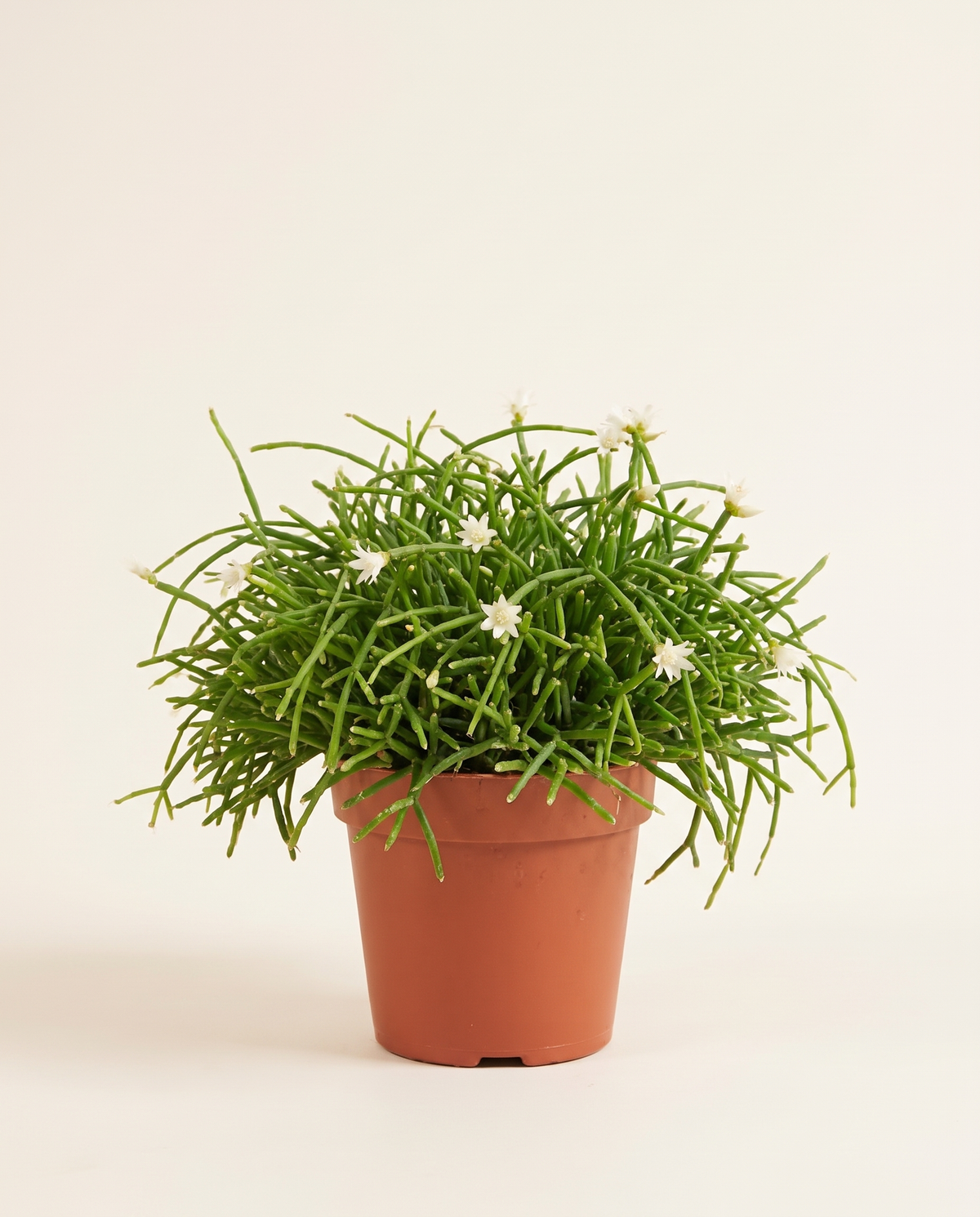 Rhipsalis Burchellii