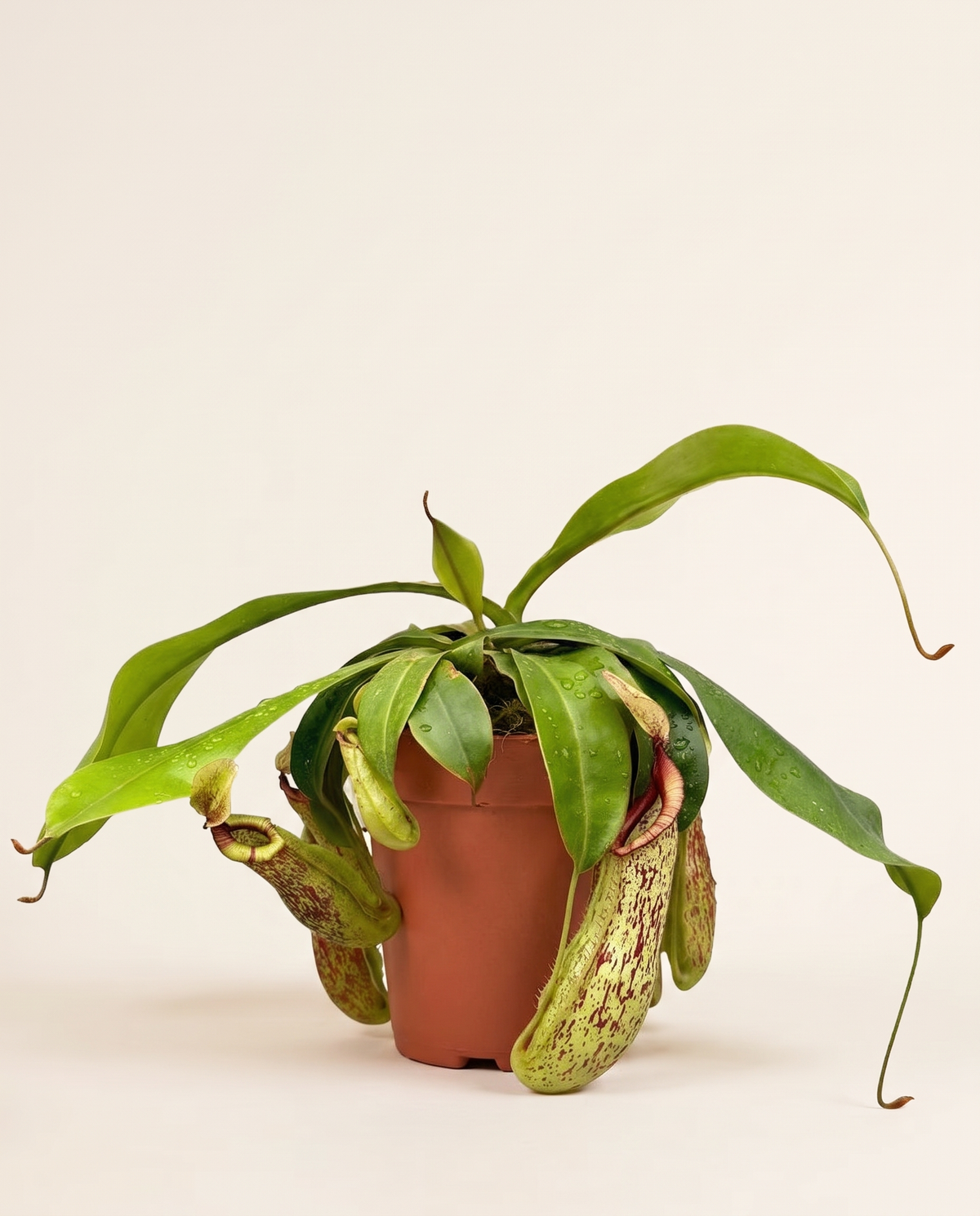 Pitcher Plant