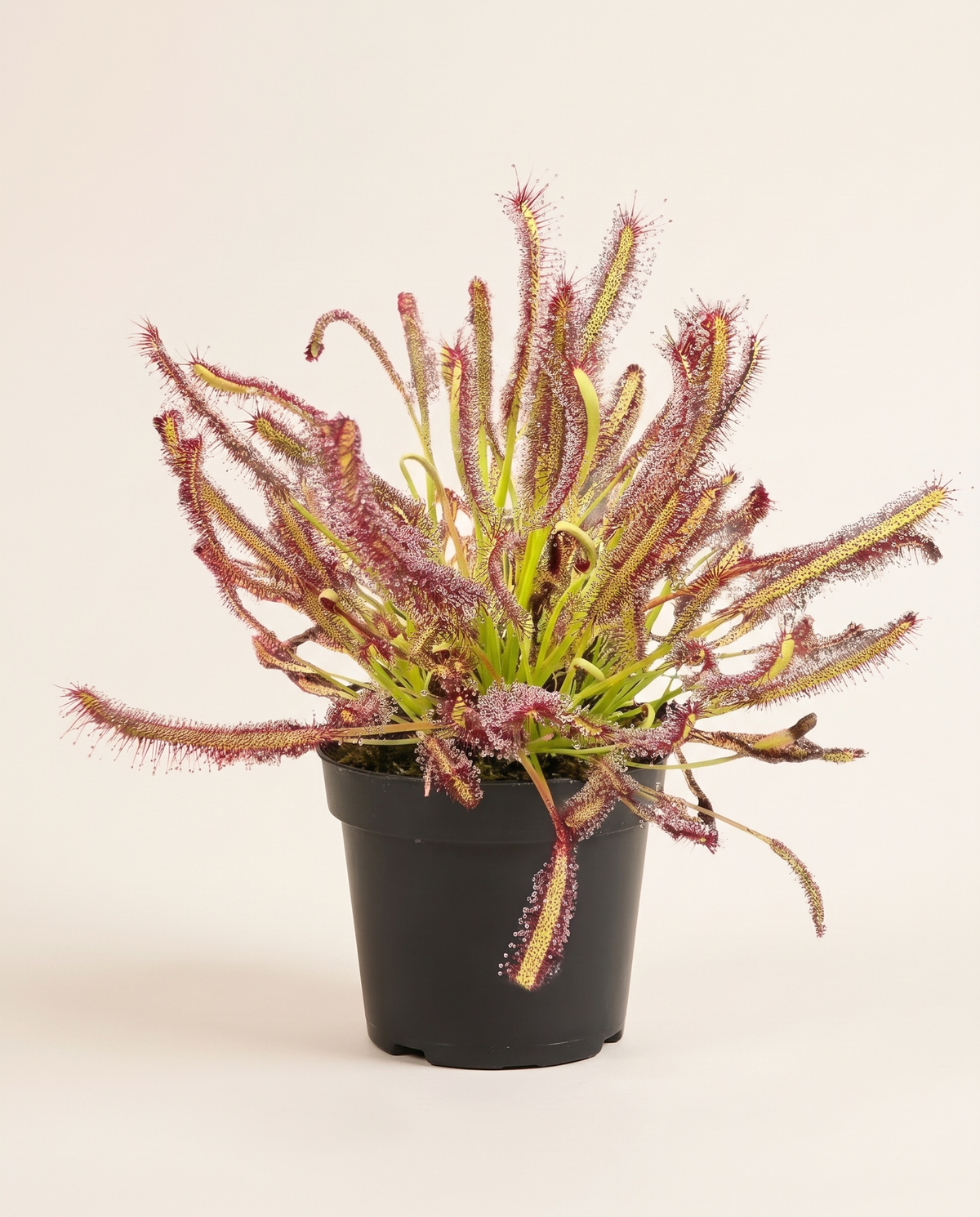 Cape Sundew