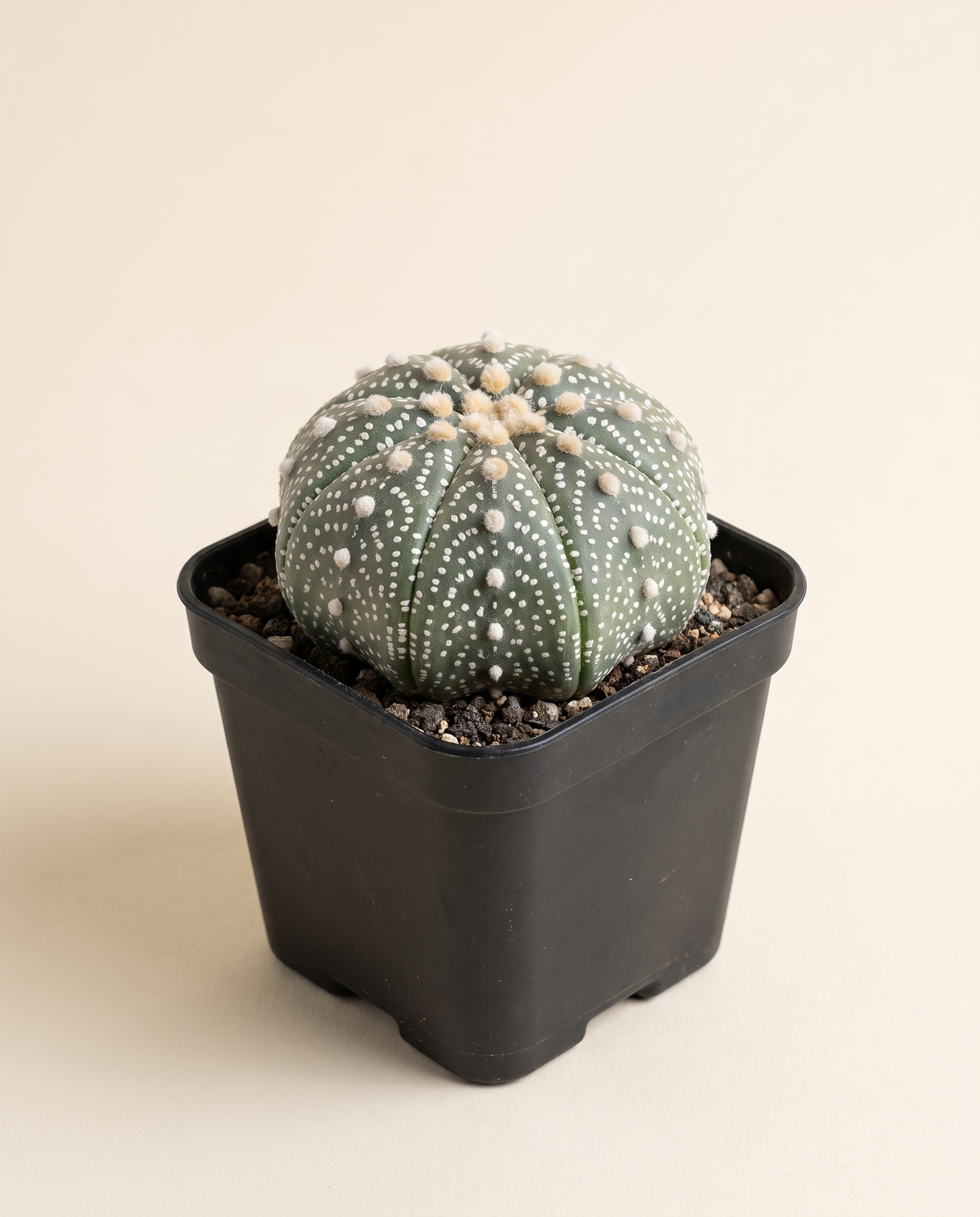 Astrophytum Asterias