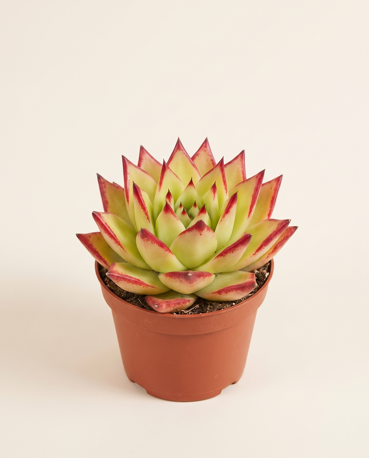 Succulent Lipstick Echeveria