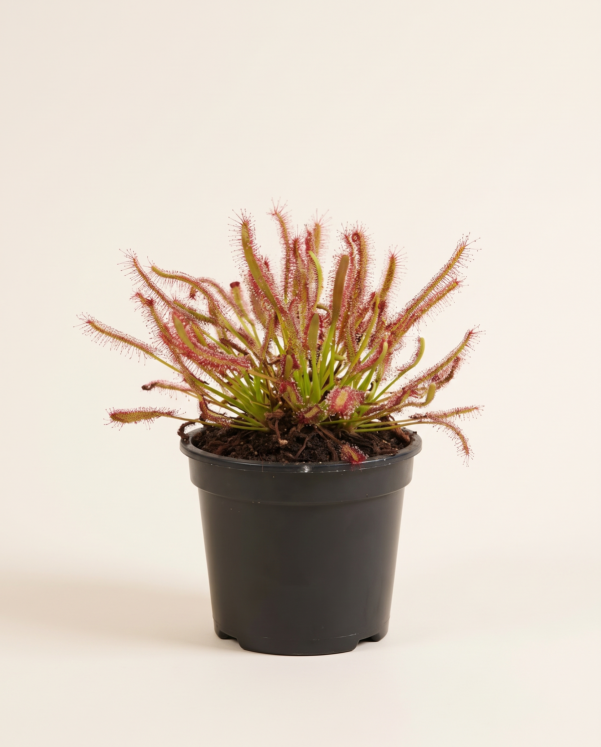 Alice Sundew
