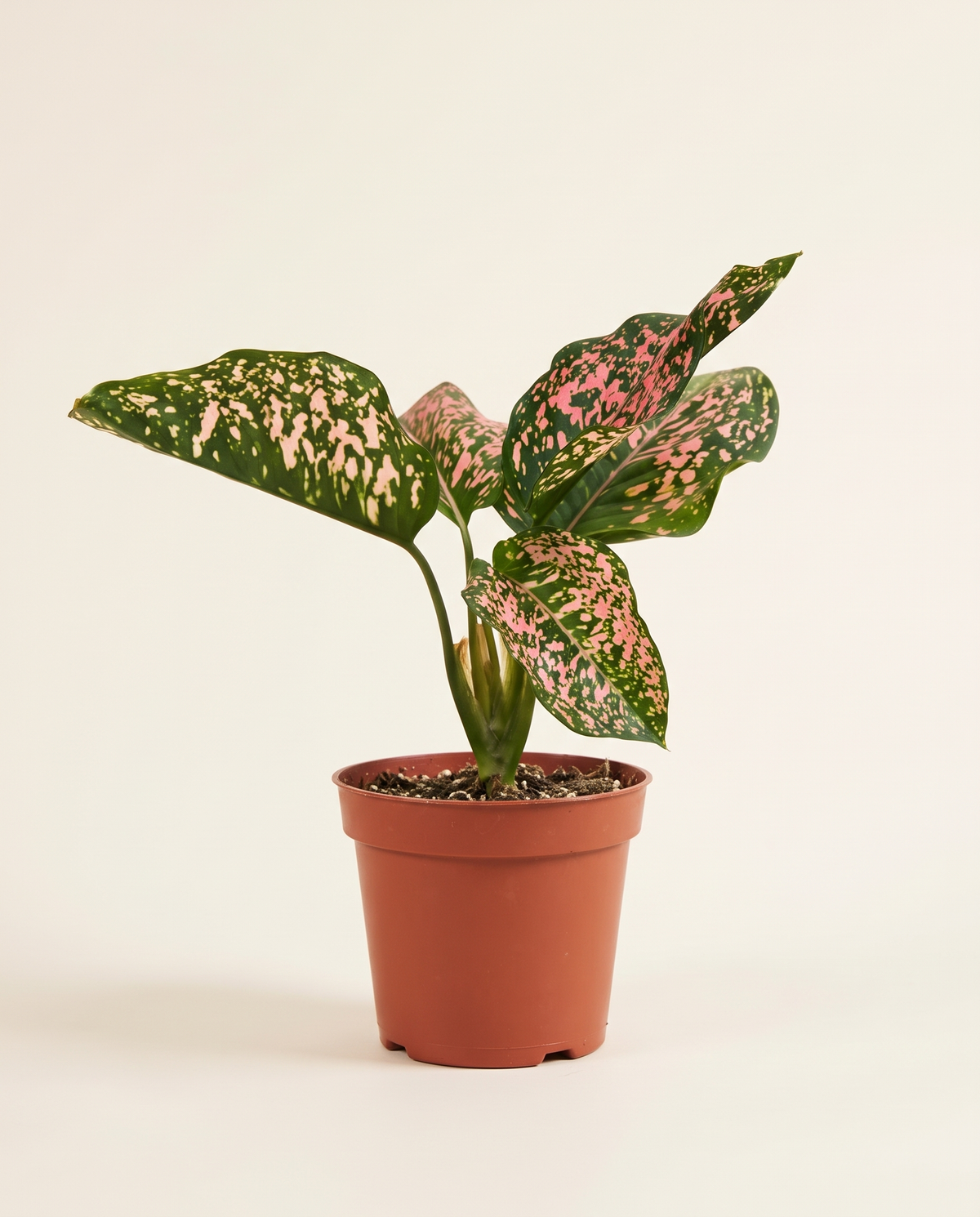 Aglaonema Pink and Green Leaves