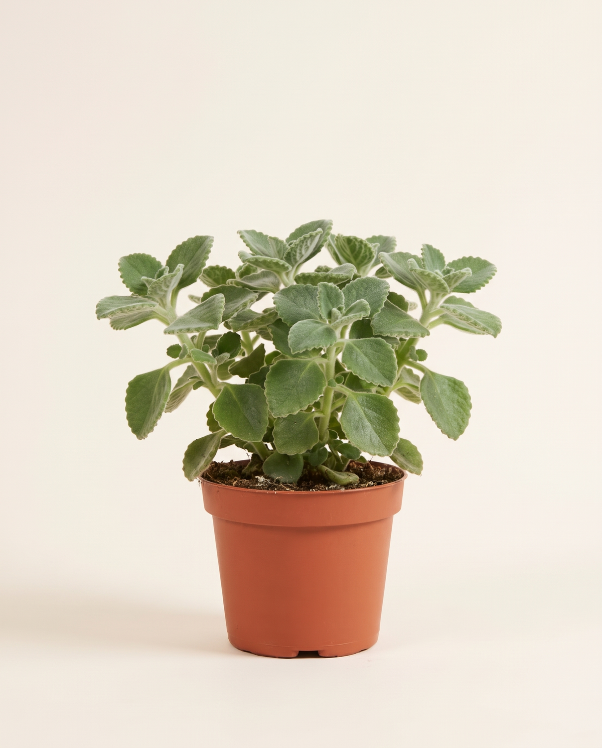 Vicks Plant Plectranthus
