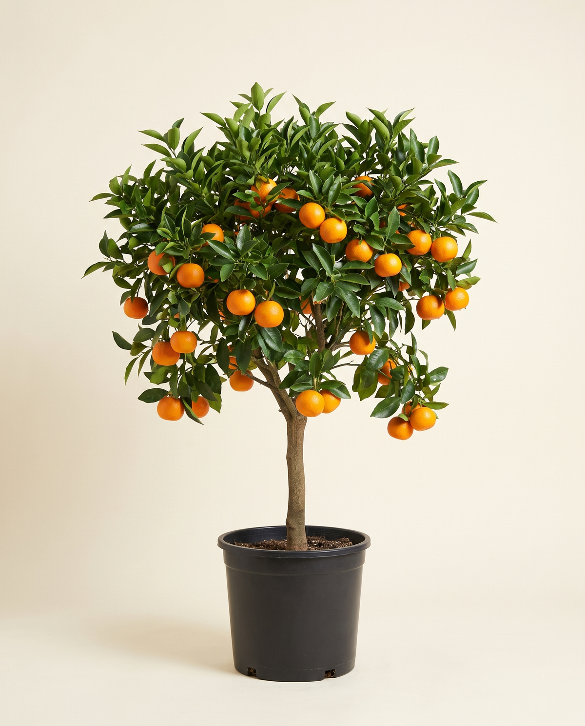Tangerine tree