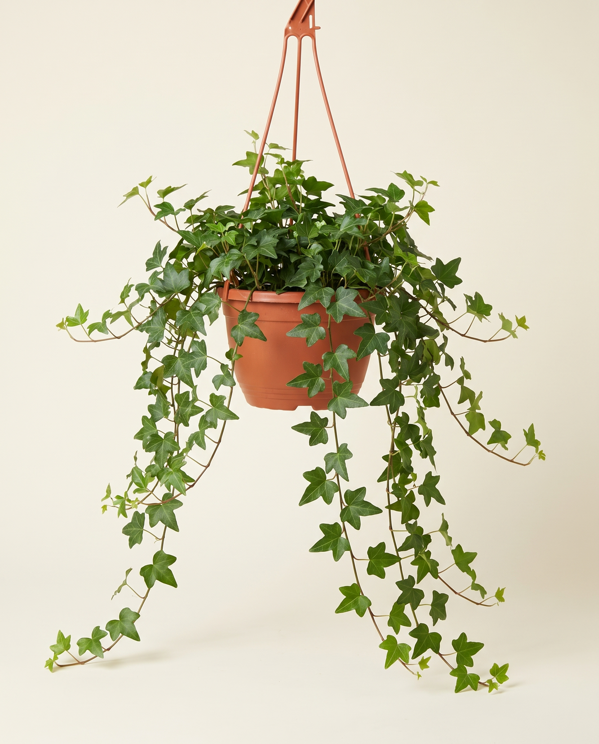 Hedera Helix Hanging Ivy