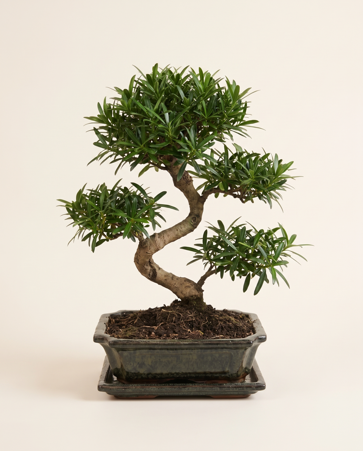 Bonsai Podocarpus Ceramic