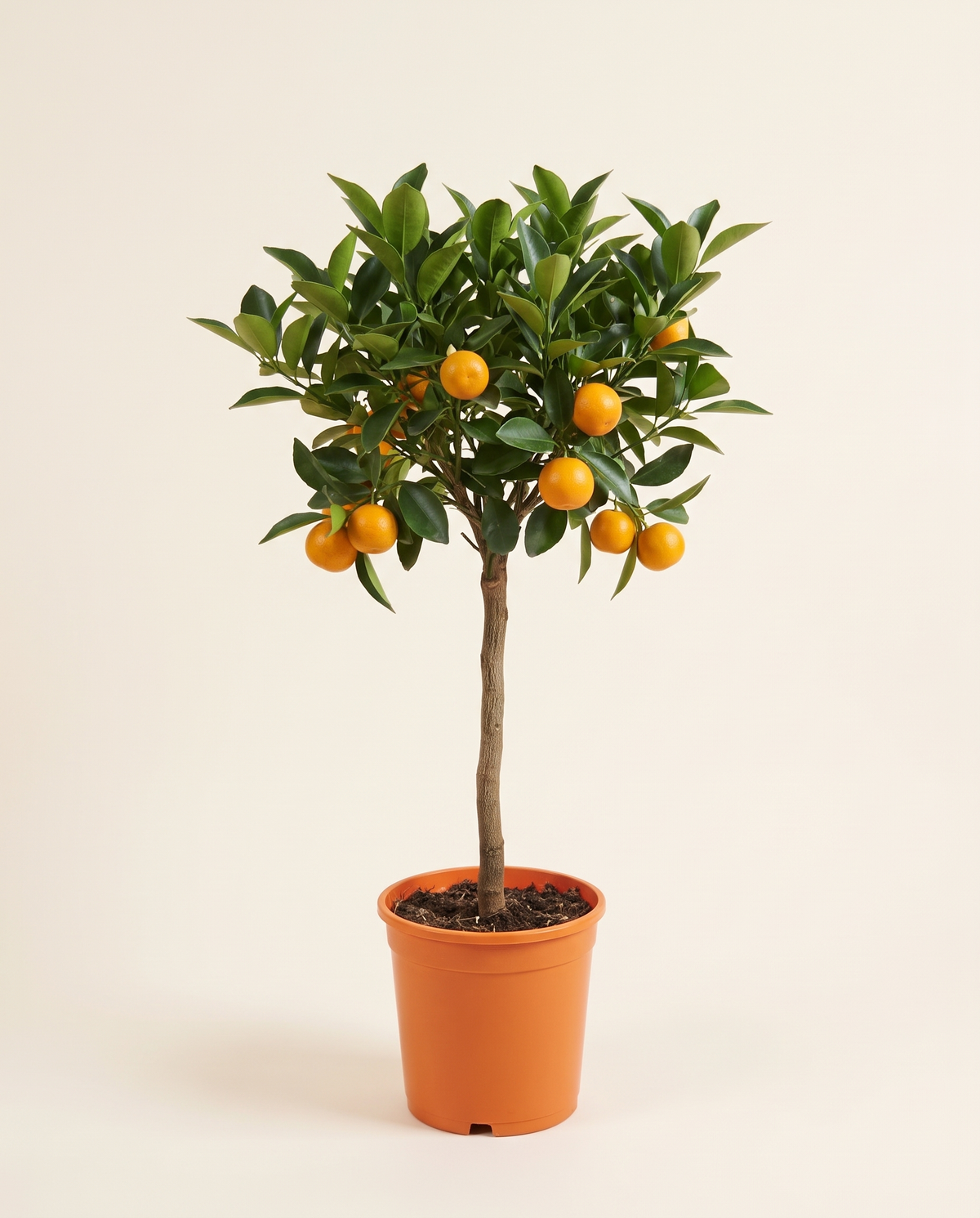 Citrofortunella Microcarpa Calamondin Citrus