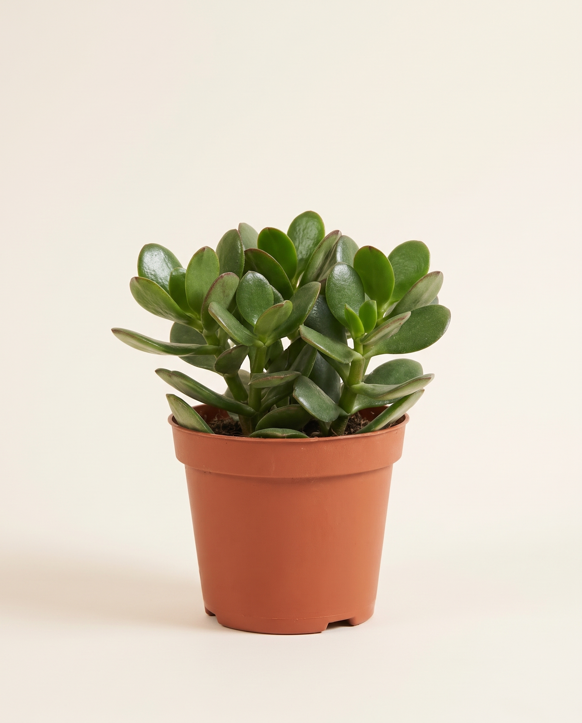 Crassula Horn Tree