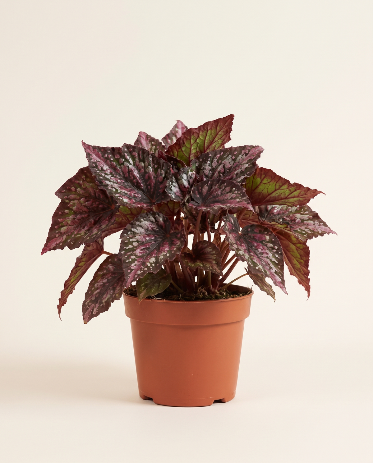 Begonia Beleaf Alaska Creek