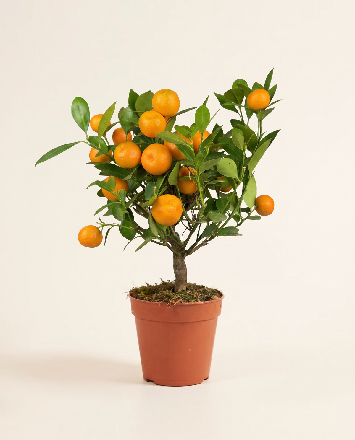 Calamondin Orange Plant