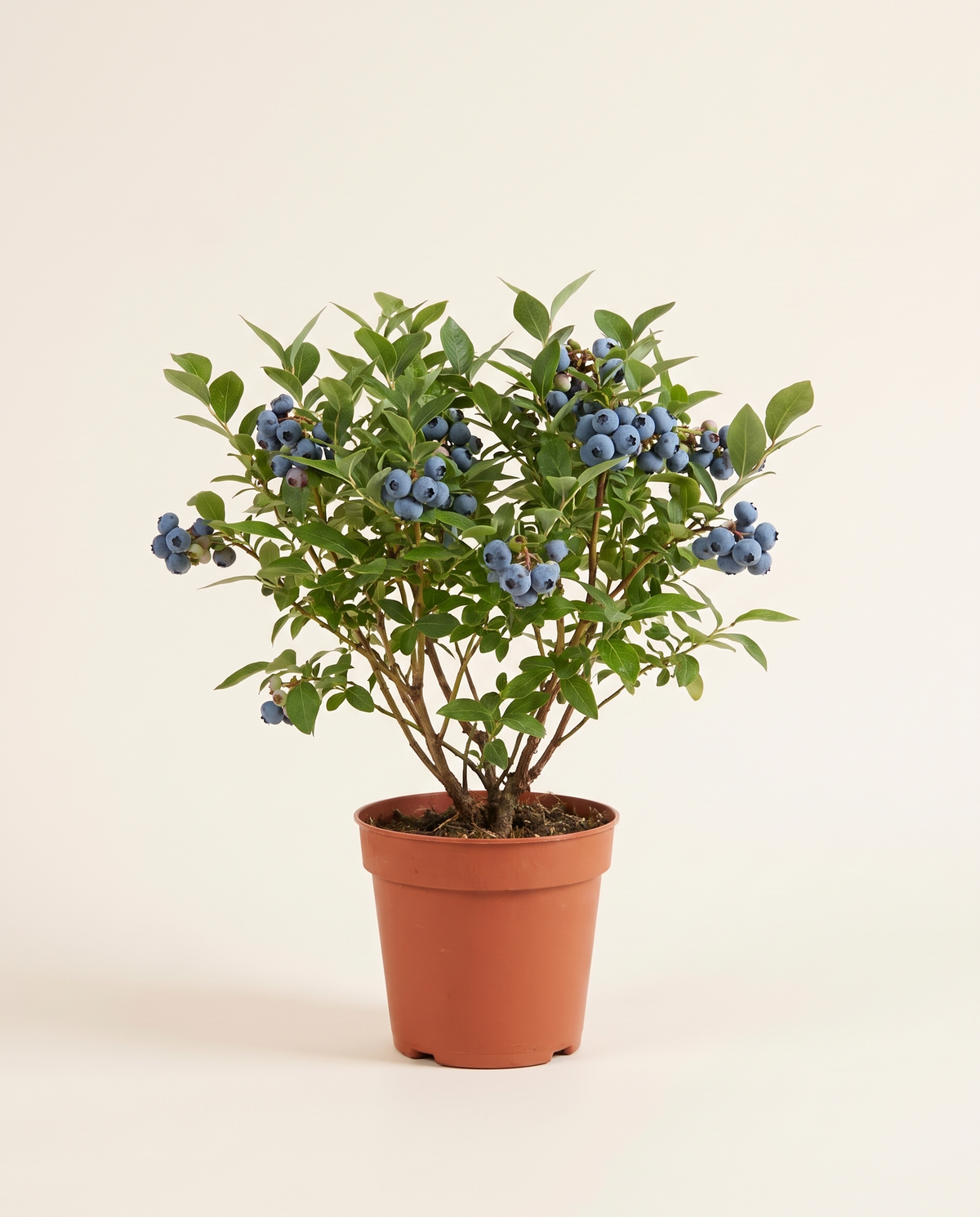Blueberry Plant Vaccinium corymbosum