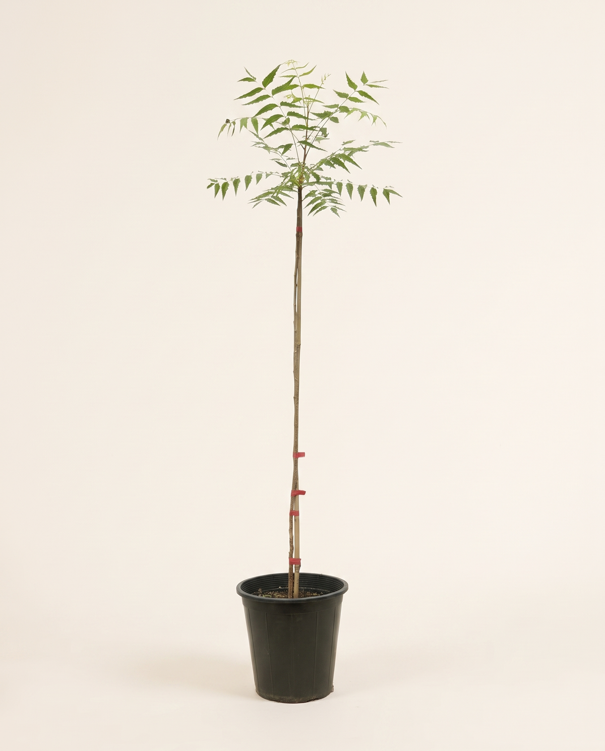 Neem plant