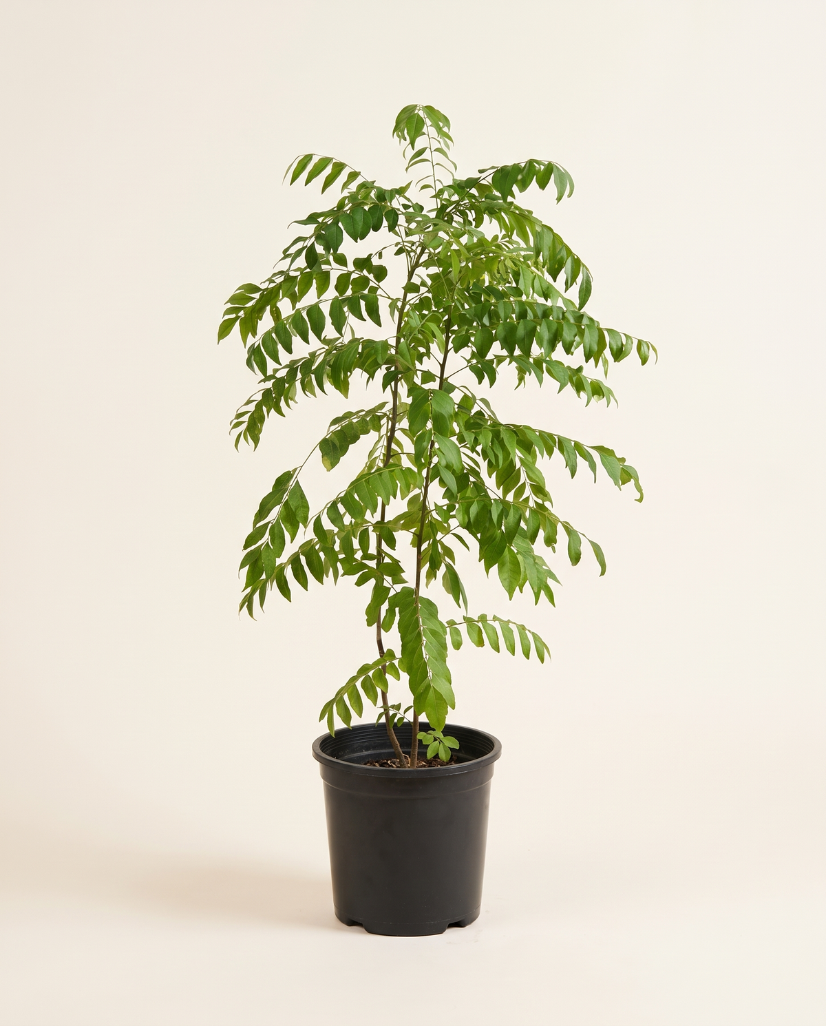 Curry Leaf Plant