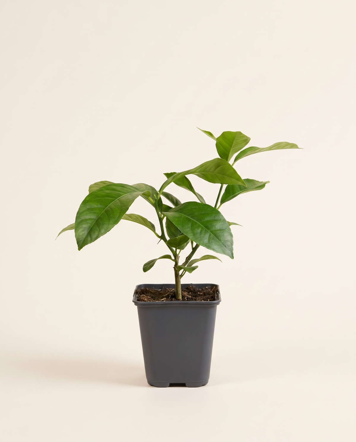 Lemon Fruit Plant
