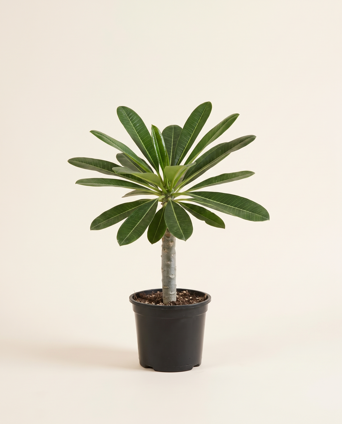 Plumeria Frangipani Small