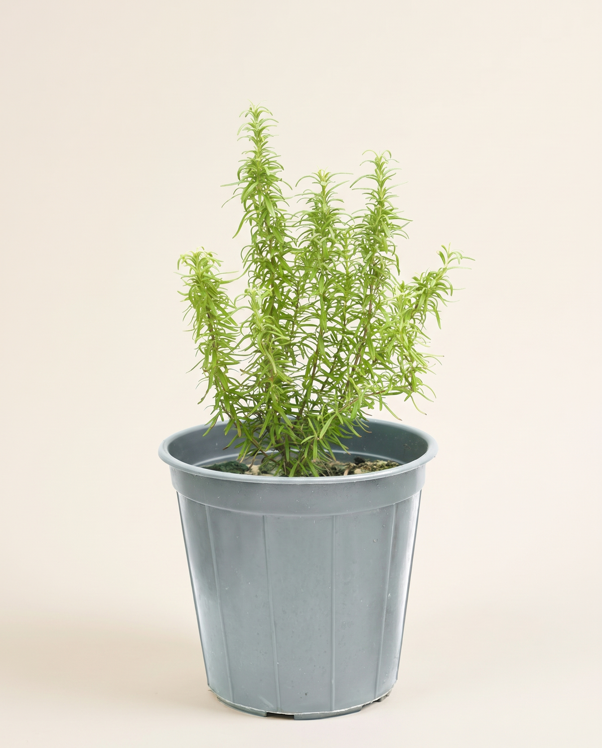 Rosemary
