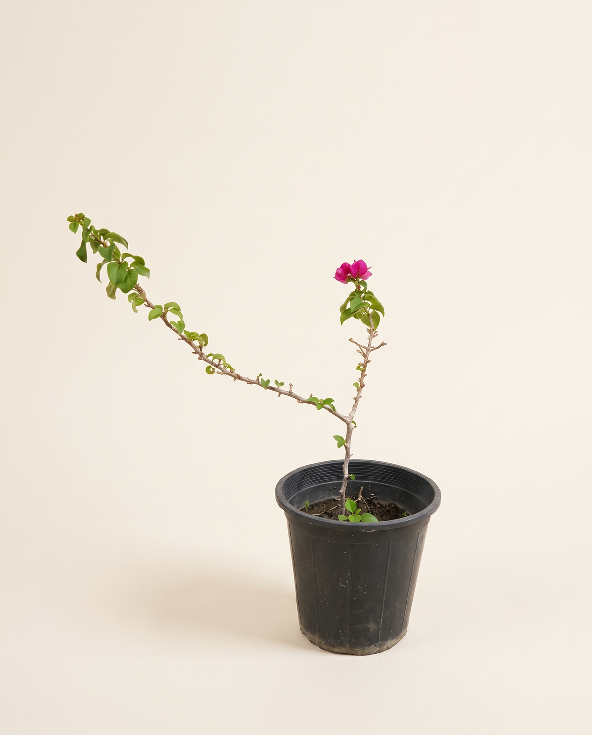 Bougainvillea Small