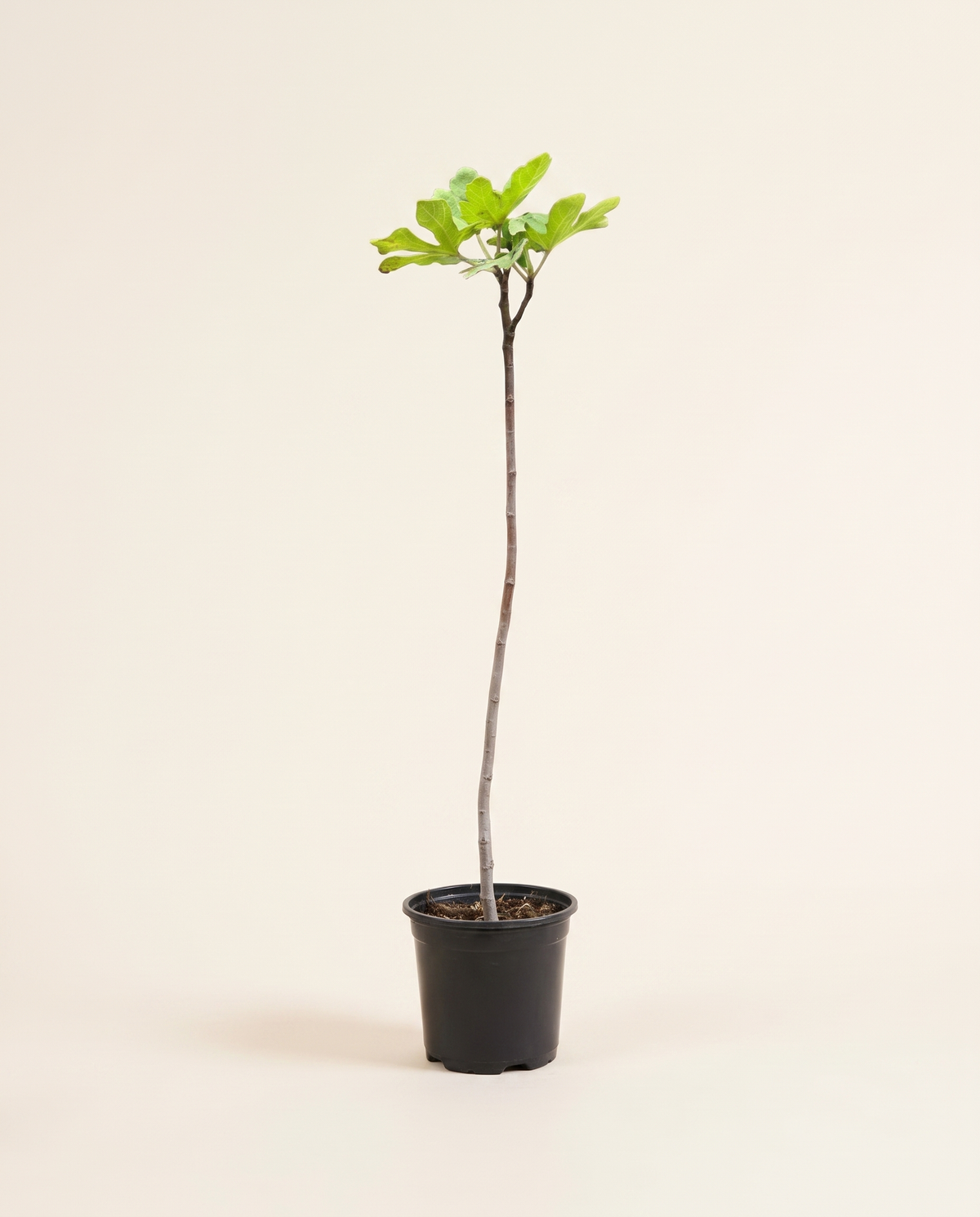 Fig Jassem