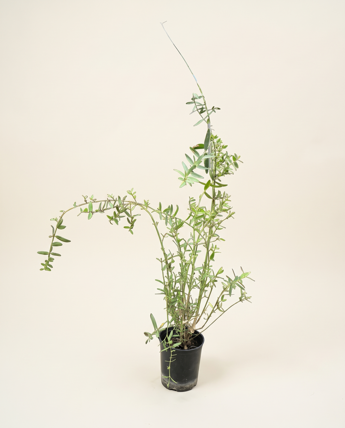 Arak Miswak plant