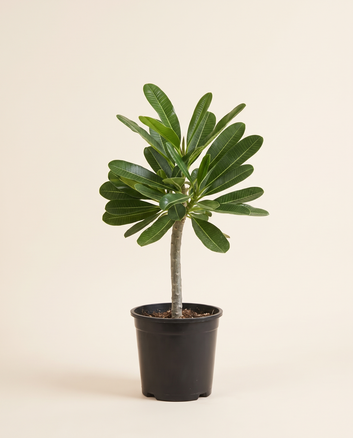 Plumeria Frangipani Medium