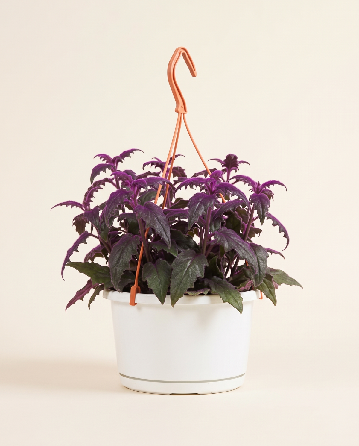Gynura Purple Passion