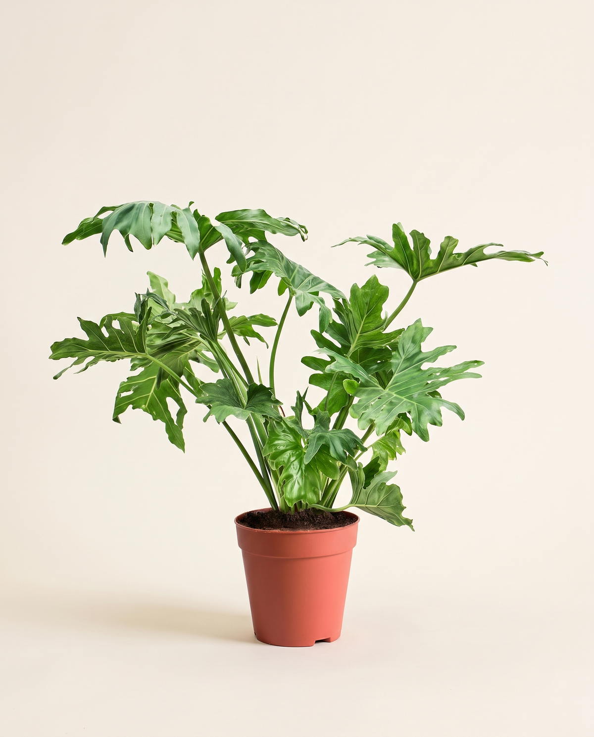 Philodendron Bipinnatifidum 1M