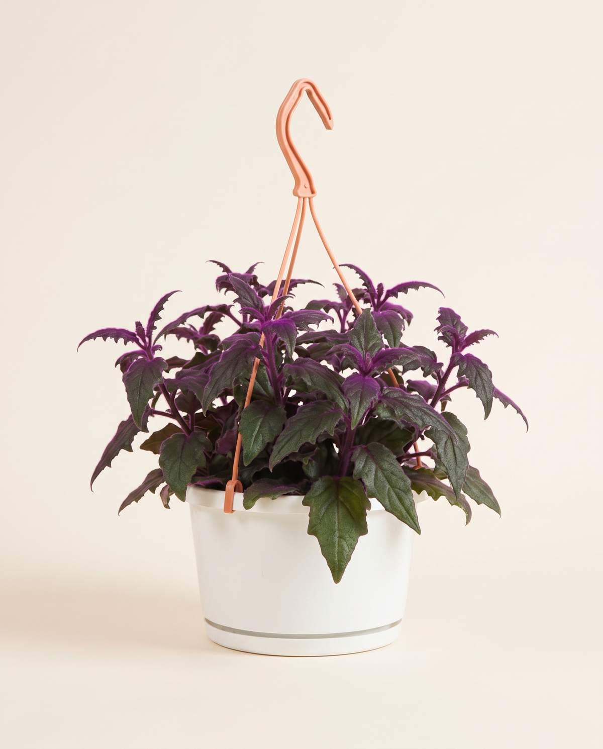 Gynura Mikiana Purple Passion