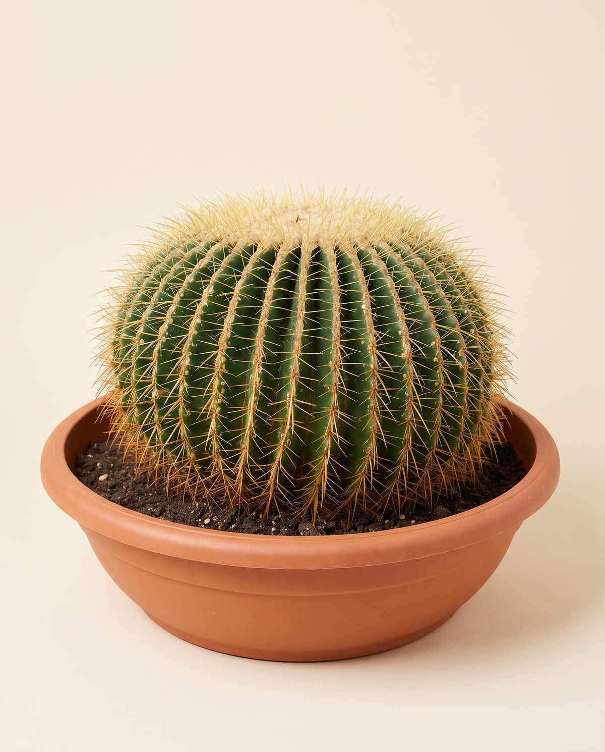 Kroenleinia Grusonii Golden Barrel Cactus